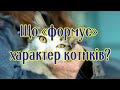 Що «формує» характер котиків?  What &quot;forms&quot; the character of cats?