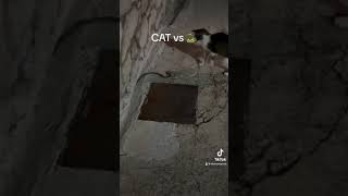 CAT vs snake 🐍