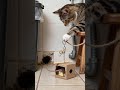 Tabby Cat: This is Impossible!!! 🐱🐹🐹#cat #cute #catlife ##mousemurah #cute #catlife