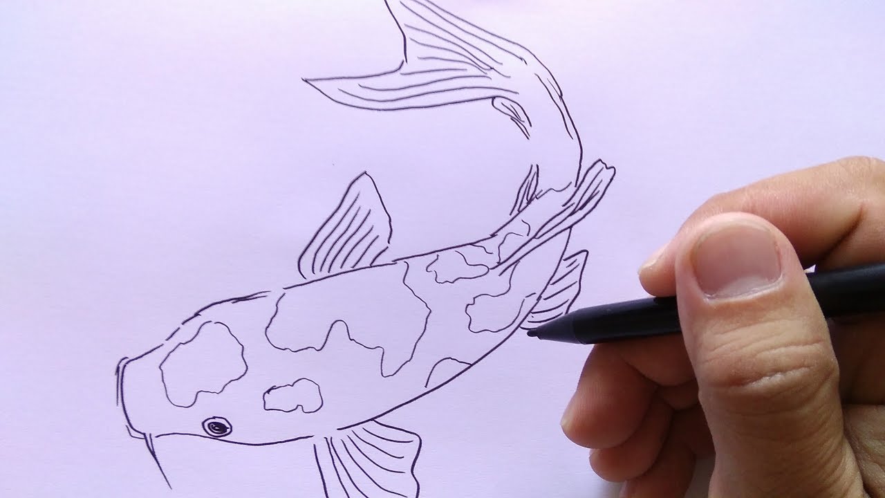 Cara Menggambar Ikan Koi Youtube