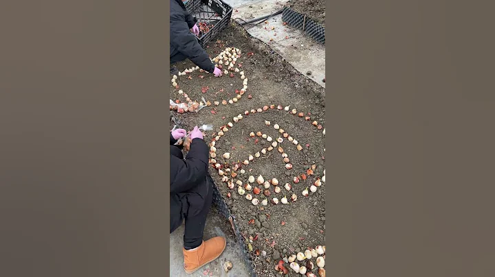 500颗郁金香，种一键三连！ - 天天要闻