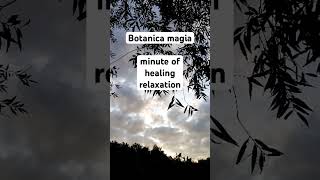 calmingmusic botanicamagia yogamusic 10minutemeditation healingmusic