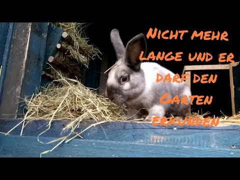 Video: Sussex Kaninchen