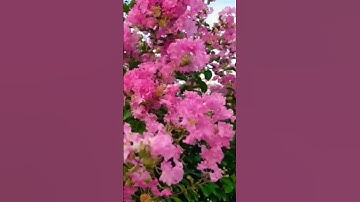 #سورة الهمزه#ارح سمعك بتلاوه القرآن الكريم
