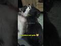 Why do cats groom each other? #catshorts #cat #groom #cats #catgrooming #playful #catvideos #cutecat