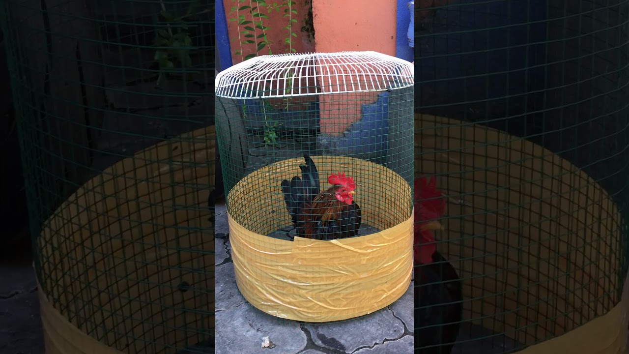 Ayam serama dijemur dan diumbar 