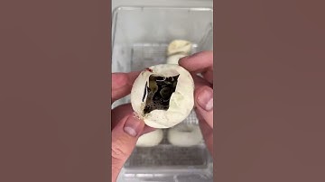 Cutting Open Python Eggs! *BABY SNAKES* #shorts #animals #reptiles #snakes #baby