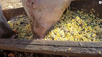 DIY Pig Feed Mixture (And what I fed my pigs)