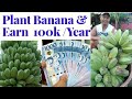 Planting Banana//  Pagtanim ng Saging na Saba/Kardaba