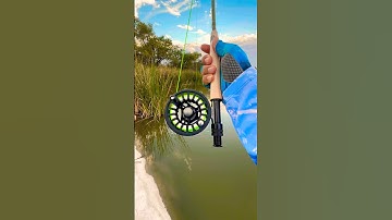 Tips Using A fly Rod for fly fishing#fishing#tips#fish#shortvideo#short#shorts#viral#youtube#bass