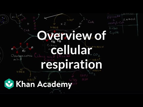 Video: Oksidləşdirici fosforlaşmanın iki mərhələsi hansılardır?