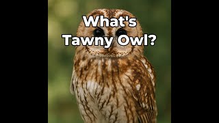 Whats Owl ?