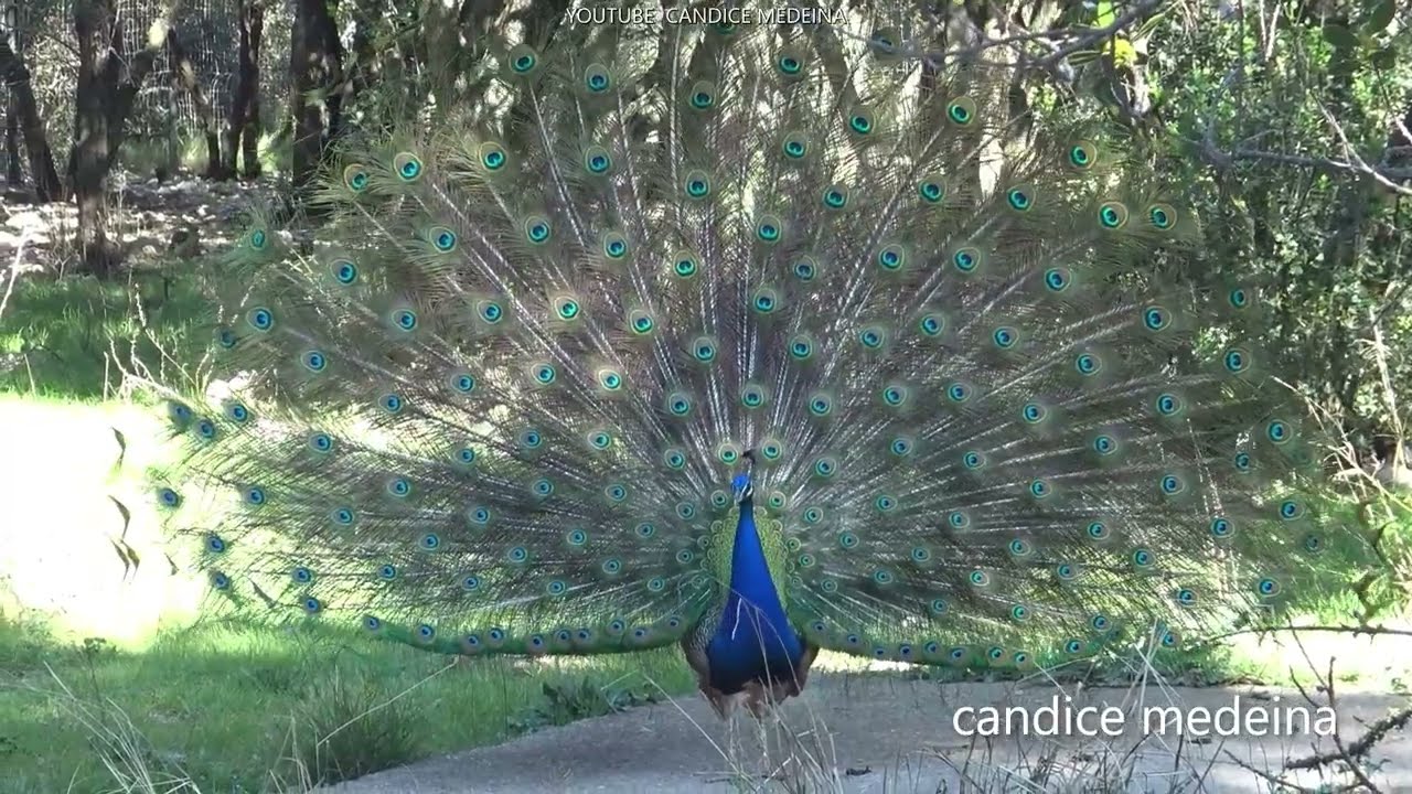 LE CRI DU PAON🦚LE BRUIT DU PAON EN PERIODE DE REPRODUCTION🦚 YouTube
