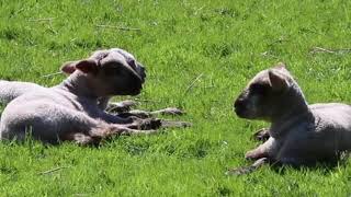 Sheep Farm | No Copyright Video Sheep #1