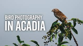 How To Take Stunning Bird Photos from Acadia, Maine How To Take Stunning Bird Photos from Acadia, Maine