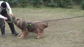 Schutzdienst-IPO-(SCHH)-Protection - Briard training with happy smile