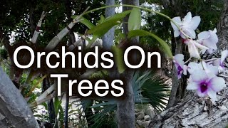 Growing orchids on outside trees Resimi