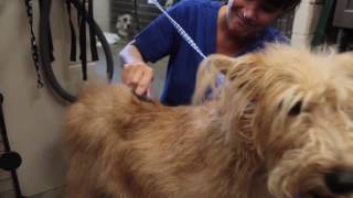 Sрring Vаllеу Veterinary Hospital - Short | Springfield, MO