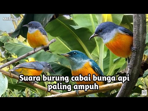 Download Suara Burung Kemade Bunga Api Mp3 suara burung cabai bunga api paling ampuh, anti zonk - YouTube