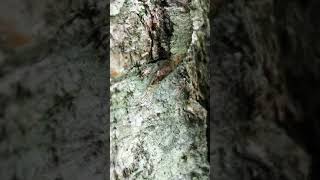 Silver Birch - lacewing on trunk - May 2021