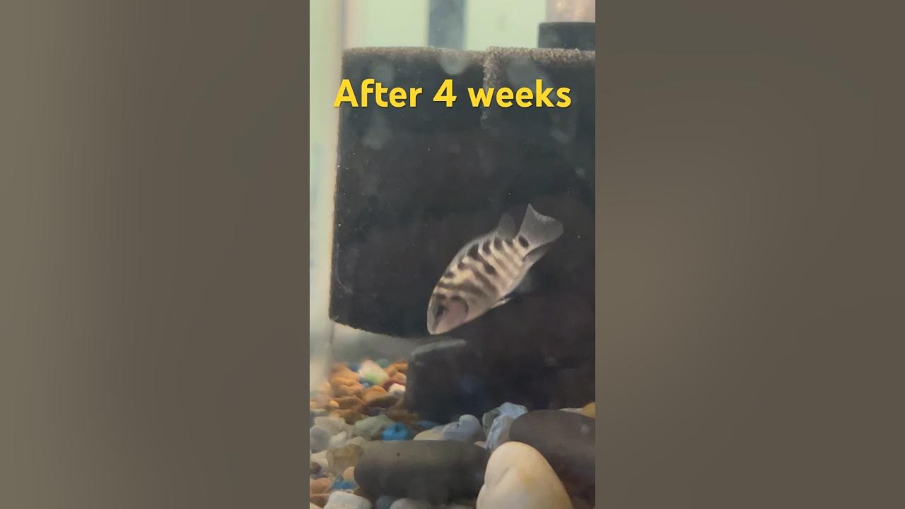 4 week convict cichlid fry growth YouTube
