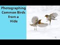 Photographing Common Birds with the OM-1 and 150-400mm lens