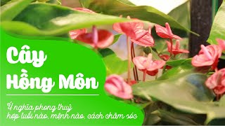 Cây Hồng Môn: Ý nghĩa phong thuỷ, hợp tuổi nào, mệnh nào, cách chăm sóc