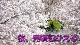【Live】桜見頃＠大阪・桜之宮公園