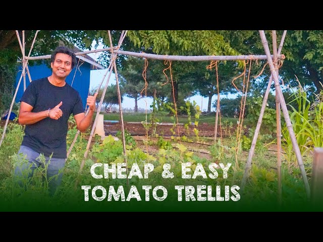 How to Make Easy and Cheap Trellis - LiteTube
