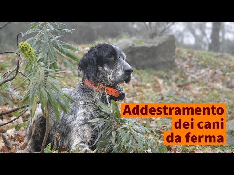 Addestramento del cane da ferma. Il primo approccio nel bosco