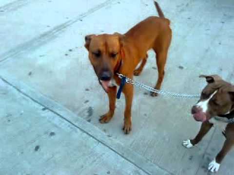 rhodesian ridgeback and pitbull mix