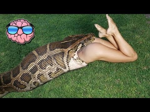 Top 10 Pet Animals That ATE Their Owners