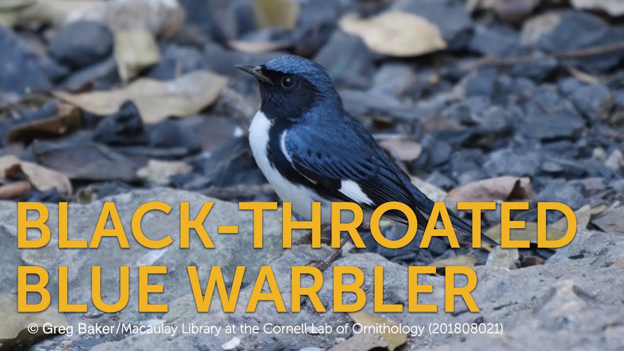 Black-Throated Blue Warbler - American Bird Conservancy