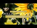 BEST POLLINATOR PLANTS: Easy to Grow Flowers for Attracting Pollinators to the Garden