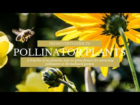 Video: Easy Care Pollinator Garden: Cây chịu hạn cho thụ phấn