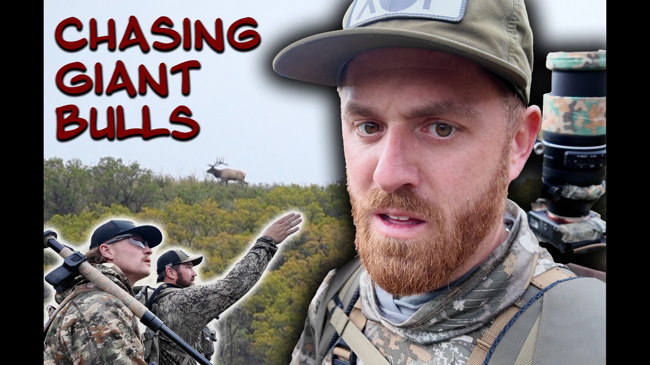 ELK HUNTING CHASING GIANT BULLS in Colorado!