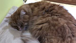 Purring or Snoring? by Satsuma the Cat 730 views 3 months ago 22 seconds