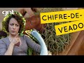 Chifre-de-veado em tábua de madeira | Jardinagem | Carol Costa