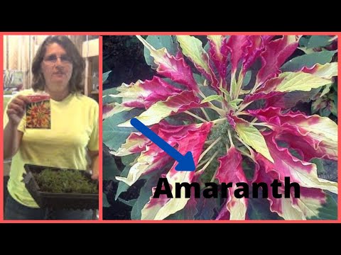 Vídeo: O que é Joseph's Coat Amaranth - Como cultivar plantas de amaranto tricolores
