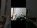 Я покажу вам как очистить когти коту. #кот #чистка #лайфхак #когти