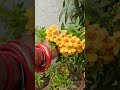 फूलों से भरी हुई मेरी Dwarf Ticoma Plant 🌼🧑🏽🌾😉#Grow & Care Ticoma Flowering Plant#shortsvideo#viral