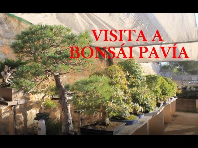 Visita a Bonsi Pava
