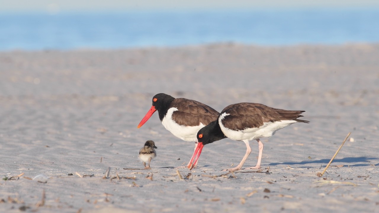 American Oystercatchers - 4k Video 