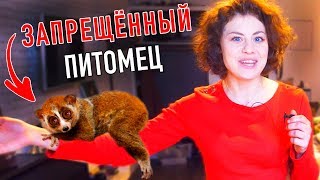 ЛЕМУР ЛОРИ ДОМА! СПАСЕННЫЙ ДИКИЙ ПИТОМЕЦ ИЗ АЗИИ - НЕОБЫЧНЫЕ ДОМАШНИЕ ЖИВОТНЫЕ