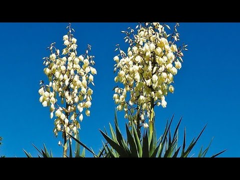 Video: Yucca Filamentous (26 Fotografija): Sadnja I Njega Na Otvorenom Polju, Posebno Uzgoj Kod Kuće. Kako Obaviti Setvu Semenom? Šta Ako Juka Ne Cvjeta?