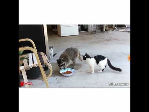 Video: Wasbeerziekte Bij Katten