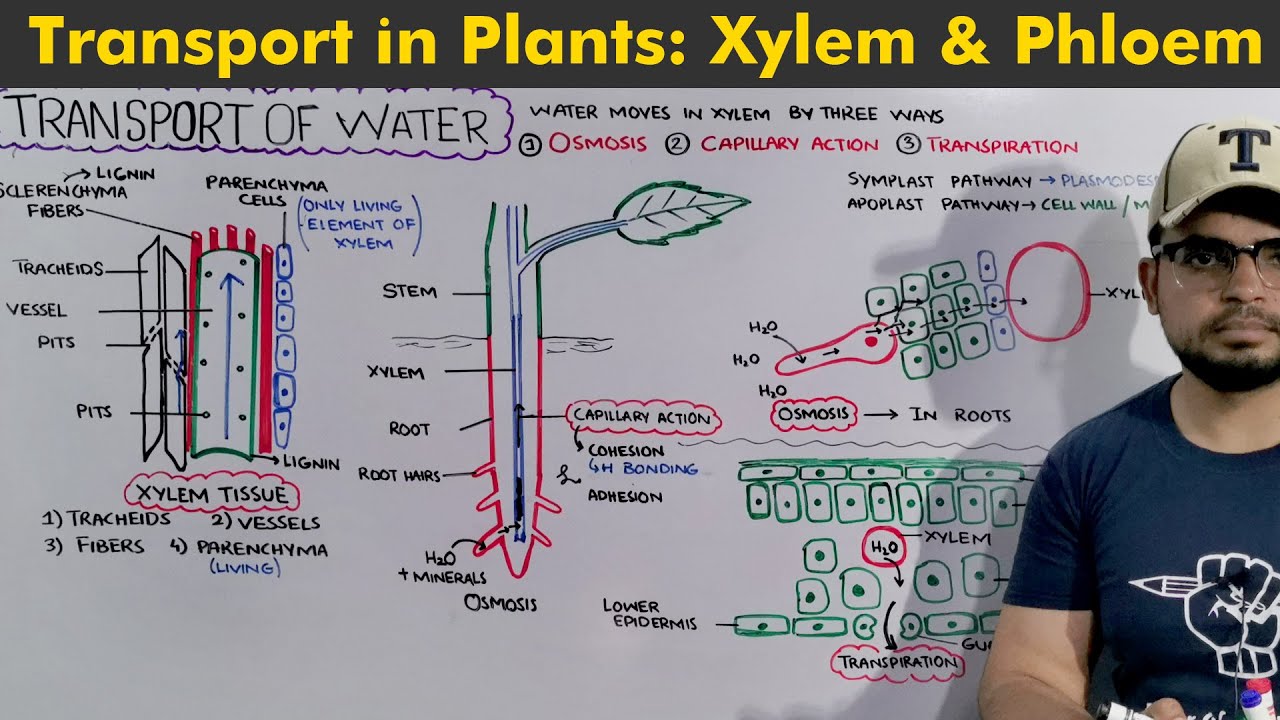 Transport in Plants: Complete chapter in 1 hour - YouTube