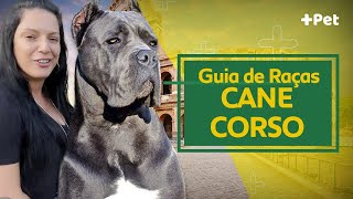 CANE CORSO, UM GLADIADOR EM FORMA DE CACHORRO! | CANAL MAIS PET
