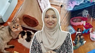 Cabaran Adopt 2 Kucing dengan Perangai Berbeza