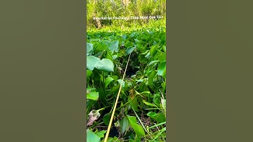 Câu Cá Rô Đồng, Thả Mồi Là Ăn Liền